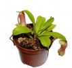 przykładowa sprzedawana roślina / exemplary plant for sale